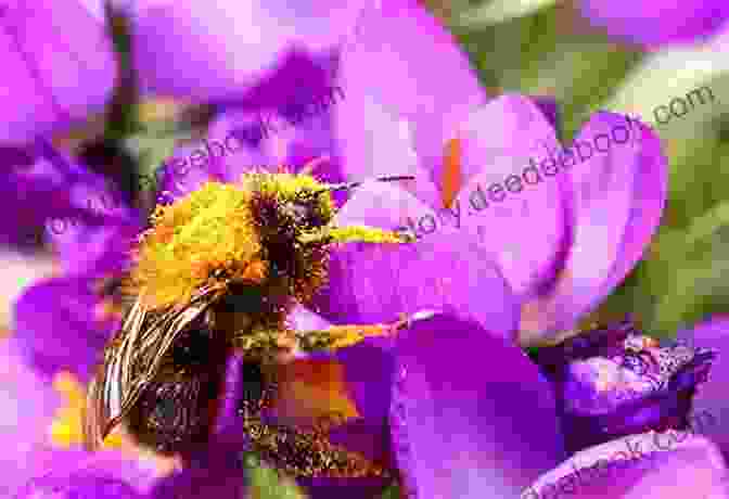 A Bee Pollinating A Flower In A Mississippi Backyard Garden My Backyard Garden Look Up Mississippi: Photo Memoir And Way In The Middle Of The Air Poem