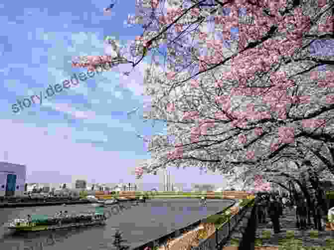 A Charming View Of Cherry Blossoms Blooming Along The Sumida River, With Tokyo Skytree Towering In The Distance. Japan Sakura Chidorigafuchi 2024: Cherry Blossoms In Tokyo (Japan Photo 20)