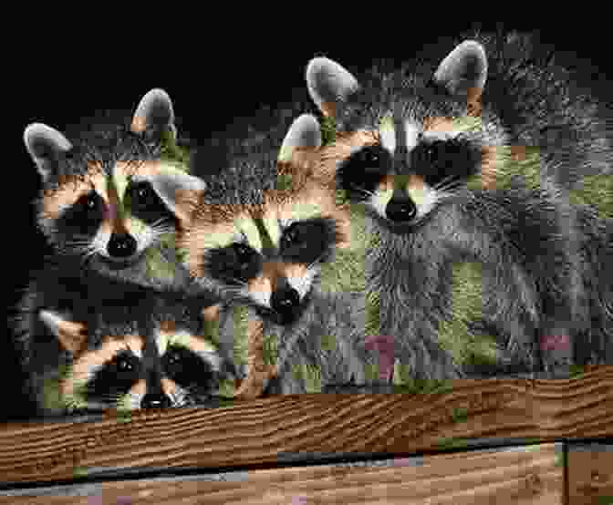 A Family Of Raccoons Huddled Together In The Construction Site Of A New Library Wild Animals I Have Known (New Canadian Library)