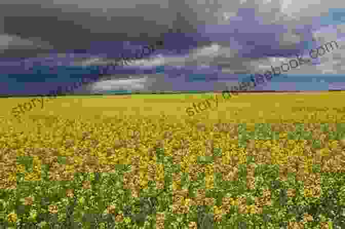 A Photo Of A Field Of Canola. Foodshed: An Edible Alberta Alphabet