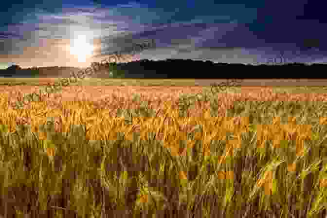 A Photo Of A Field Of Wheat. Foodshed: An Edible Alberta Alphabet