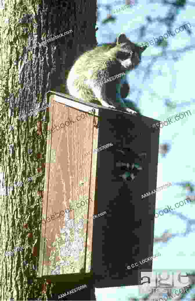 A Specially Designed Nesting Box For Raccoons, Installed Within The New Library Wild Animals I Have Known (New Canadian Library)