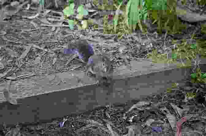 A Squirrel Perched On A Library Beam, Adding A Touch Of Whimsy To The Space Wild Animals I Have Known (New Canadian Library)