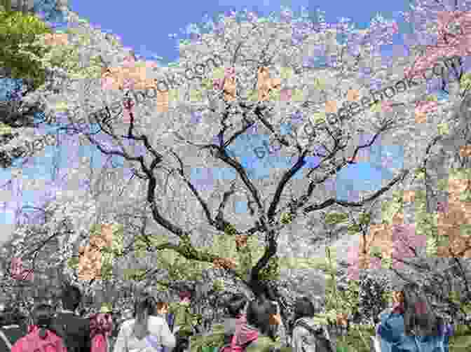 A Tranquil Scene Of Visitors Strolling Beneath A Canopy Of Cherry Blossoms In Shinjuku Gyoen National Garden. Japan Sakura Chidorigafuchi 2024: Cherry Blossoms In Tokyo (Japan Photo 20)