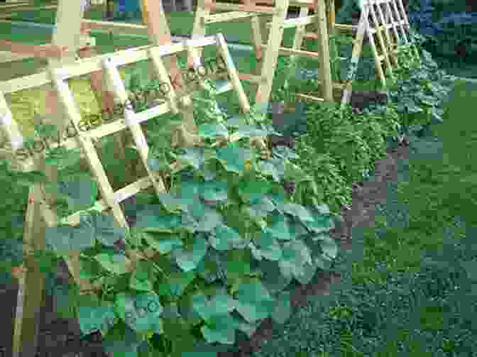 Rows Of Ripening Tomatoes, Cucumbers, Squash, And Peppers In A Mississippi Backyard Garden My Backyard Garden Look Up Mississippi: Photo Memoir And Way In The Middle Of The Air Poem