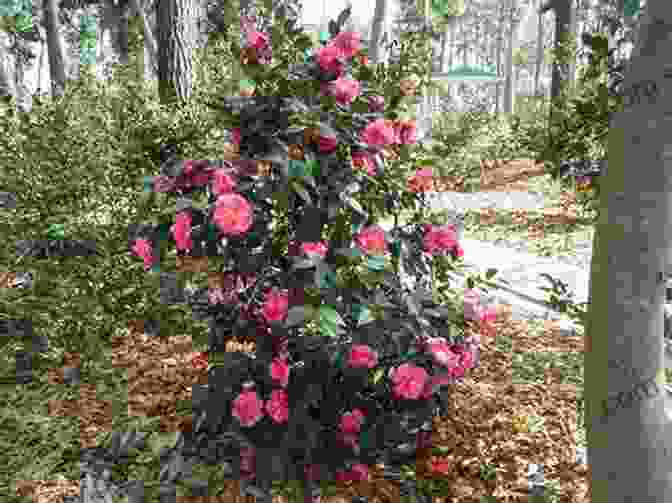 Vibrant Camellias Blooming In A Mississippi Backyard Garden My Backyard Garden Look Up Mississippi: Photo Memoir And Way In The Middle Of The Air Poem