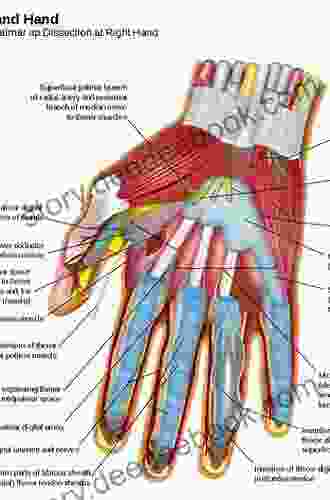 The Grasping Hand: Structural And Functional Anatomy Of The Hand And Upper Extremity